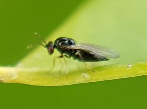 Tetrastichus sp.